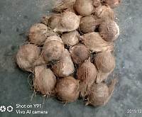 KELAPA TEMPATAN