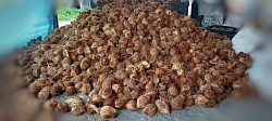 KELAPA TUA